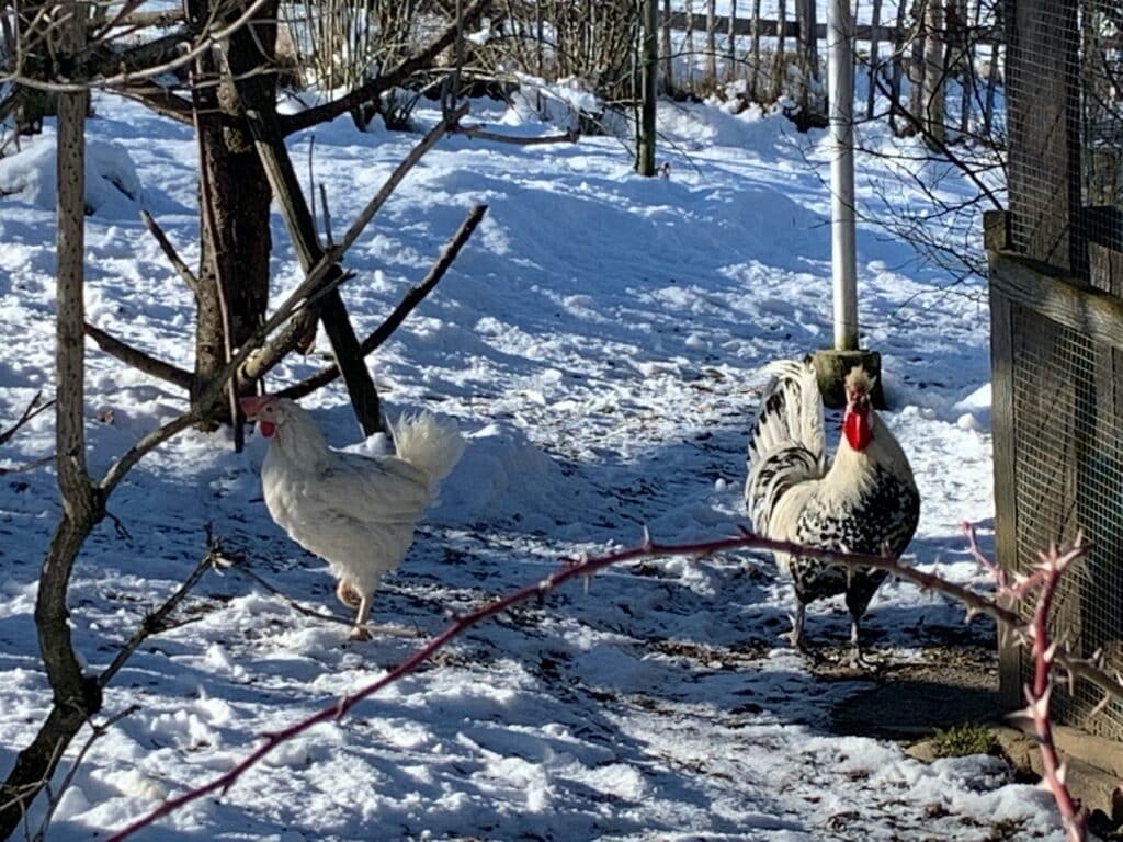 2024—01—Huhn-allein-Zuhause