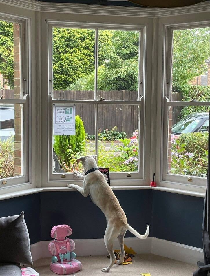 2024—01—Hund-allein-Zuhause