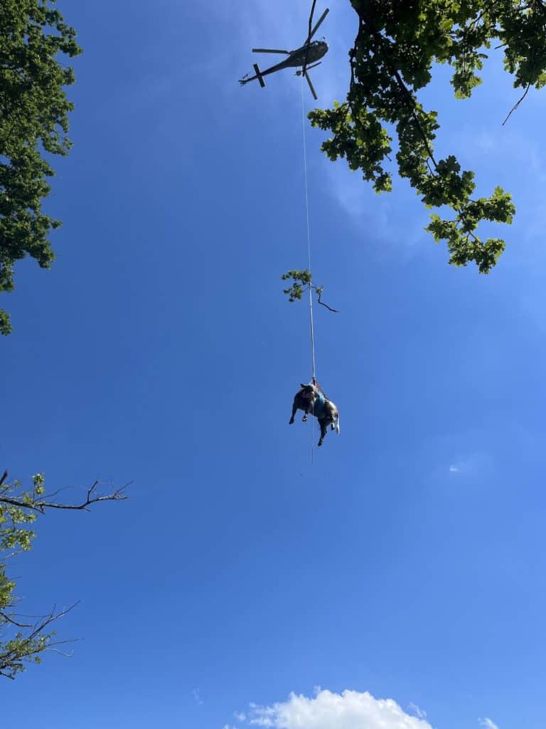 2024—06—GTRD-Rind-Rhein-Rettung-1