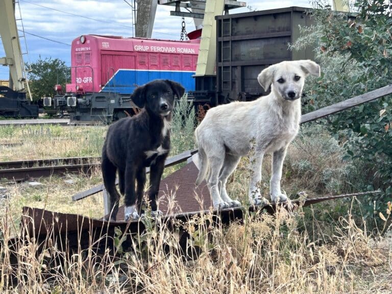 Zwei junge Hunde stehen auf einem Gleis