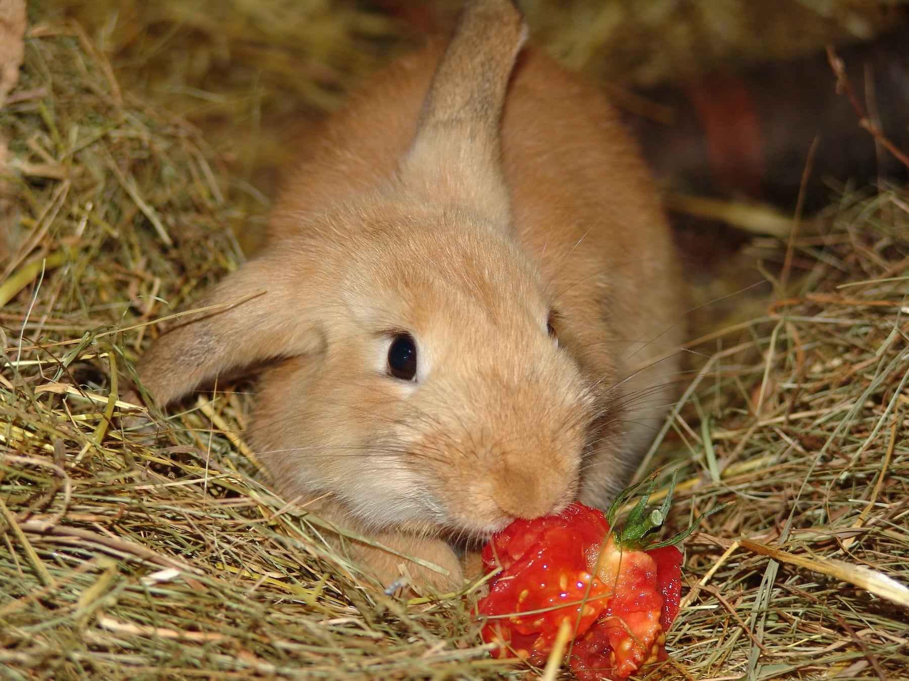 Kaninchen-sind-nicht-gerne-alleine