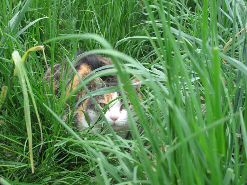 KatzenfuehlensichamWohlsteninihrergewohntenUmgebung