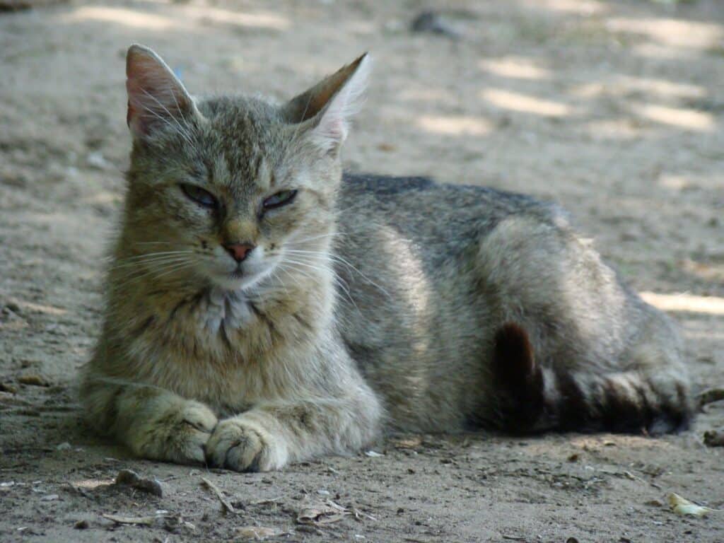 KatzenliebendenGeschmackvonFrostschutz
