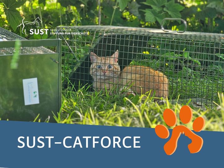 19201920p1013EDNmainimg-2024_08_Catforce