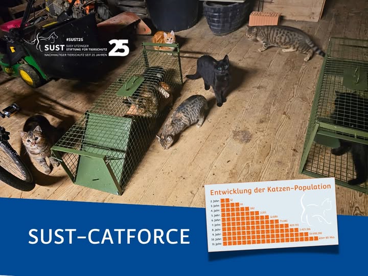 19201920p1013EDNmainimg-2025_03_Catforce