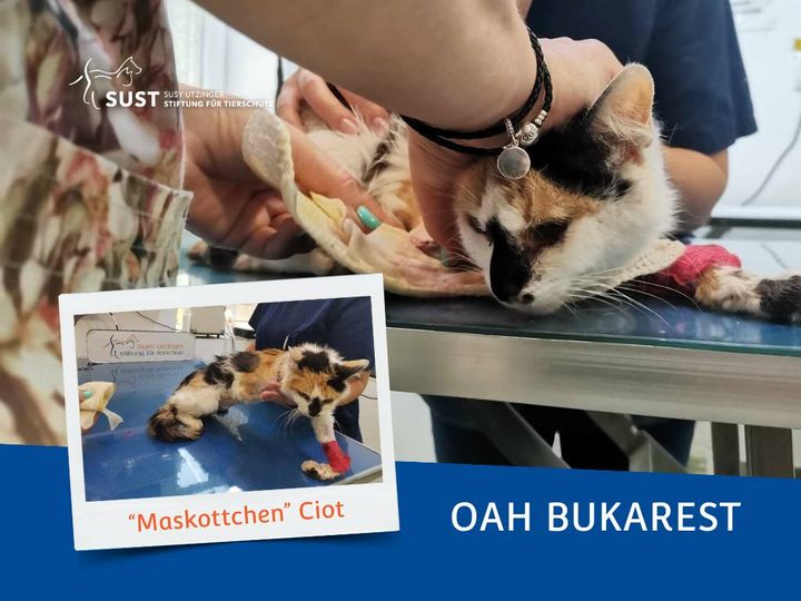 19201920p1351EDNmainimg-2024_06_Maskottchen_Ciot_OHA_Bukarest