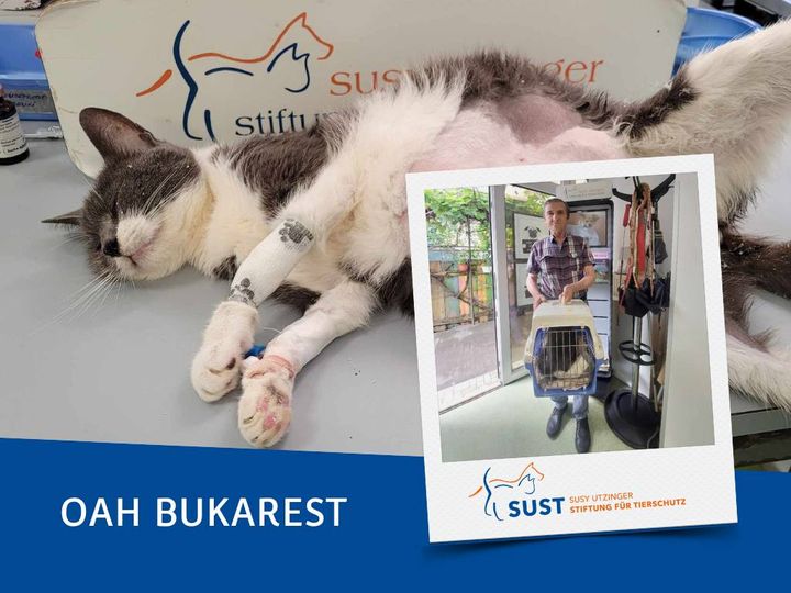 19201920p1351EDNmainimg-2024_07_OAH_Bukarest_Mitzu