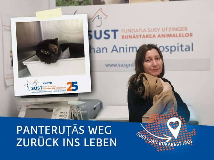 19201920p1351EDNmainimg-2025_05_Kater_Panteruță