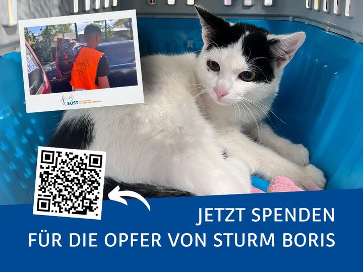19201920p1352EDNmainimg-2024_09_Wunder_in_Flutkatastrophe
