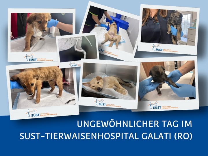 19201920p1352EDNmainimg-2025_02_OAH_Galati_ungewöhnlicher_Tag