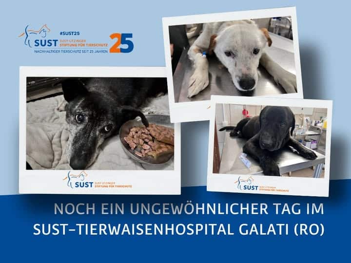 19201920p1352EDNmainimg-2025_03_OAH_Galati_ungewöhnlicher_Tag