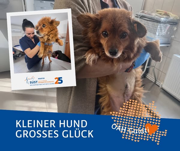 19201920p1352EDNmainimg-2025_05_OAH_Galati_Kleiner_Hund_grosses_Glück