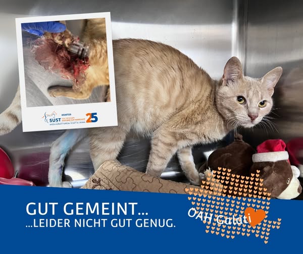 19201920p1352EDNmainimg-2025_05_OAH_Galati_gut_gemeint