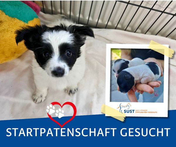 19201920p1365EDNmainimg-2024_09_Startpatenschaft_11