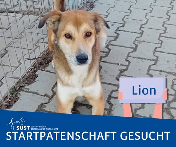 19201920p1365EDNmainimg-2025_01_Startpatenschaft_Lion