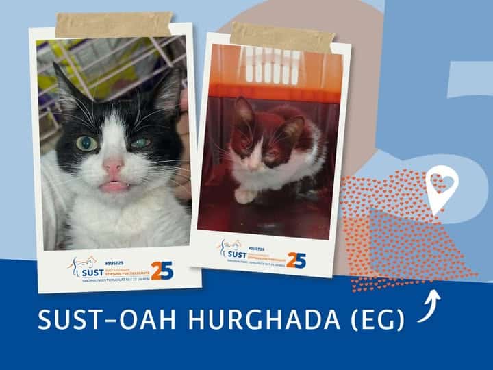 19201920p1604EDNmainimg-2025_03_OAH_Hurghada_Streunerkatze