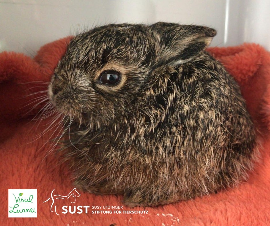 19201920p1750EDNmainimg-2024_04_Luanas_Dream