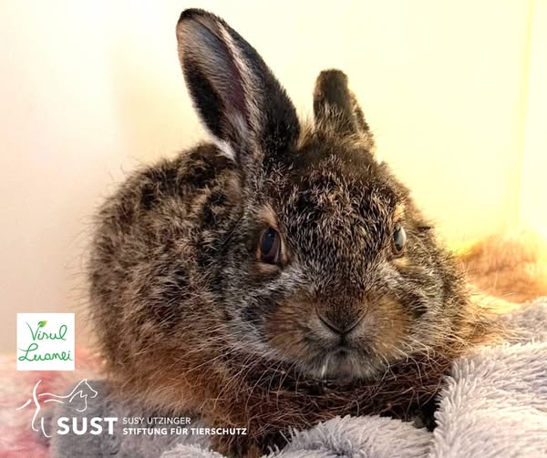 19201920p1750EDNmainimg-2025_03_Luanas_Dream_Hasenbaby