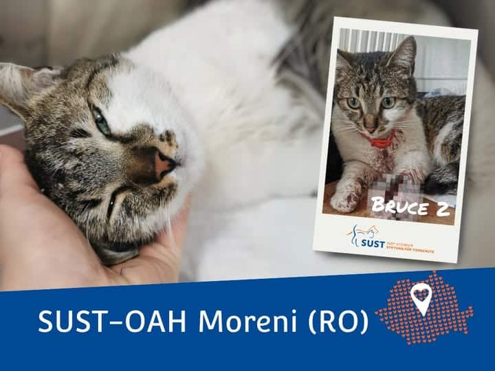 19201920p1927EDNmainimg-20224_04_OAH_Moreni_Bruce