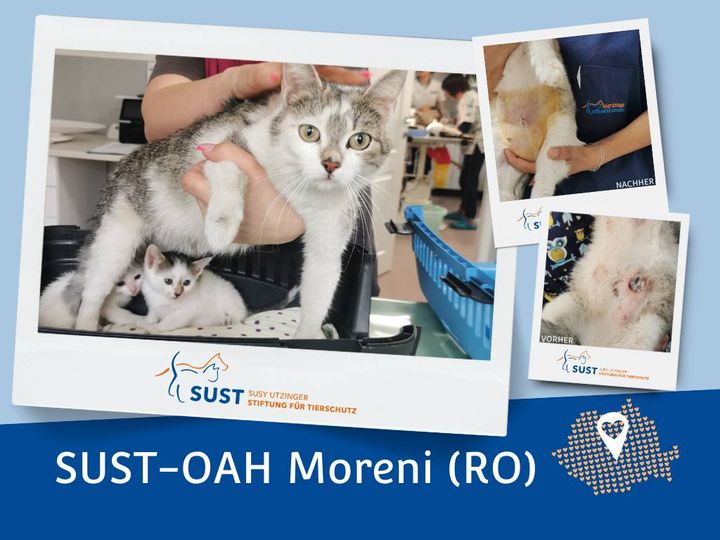 19201920p1927EDNmainimg-2024_07_OAH_Moreni_Fluturas