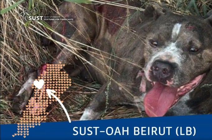 19201920p2063EDNmainimg-2024_09_OAH_Beirut_Gaya