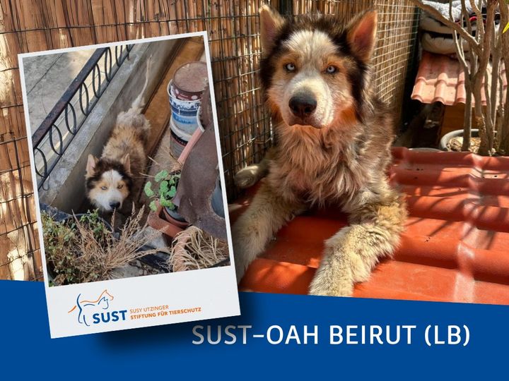 19201920p2063EDNmainimg-2024_09_OAH_Beirut_Jack