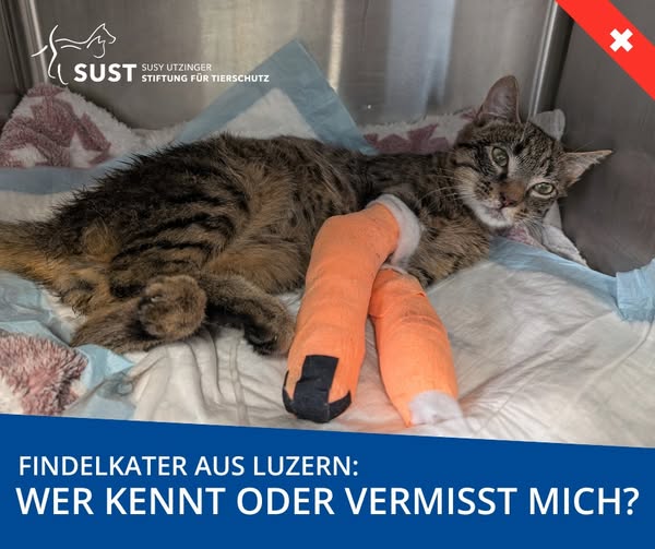 19201920p2193EDNmainimg-2025_04_Findelkater_Luzern