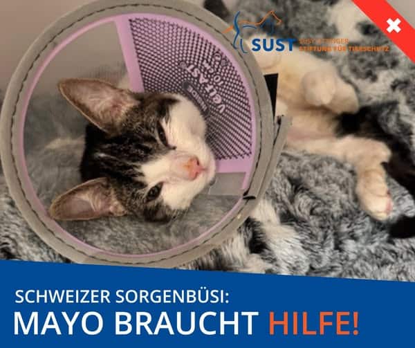 19201920p2391EDNmainimg-2025_02_Sorgenbüsi_Mayo