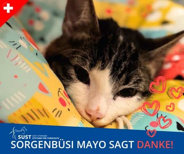 19201920p2391EDNmainimg-2025_02_Sorgentierli_Mayo_sagt_Danke1