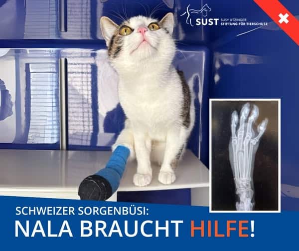 19201920p2391EDNmainimg-2025_04_Sorgenbüsi_Nala1