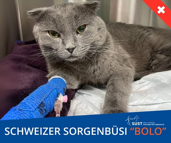 19201920p2391EDNmainimg-2025_06_Schweizer_Sorgenbüsi_Bolo