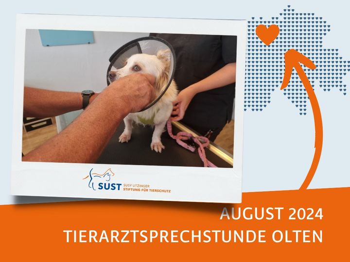 19201920p920EDNmainimg-2024_09_Tierarztsprechstunde_Olten
