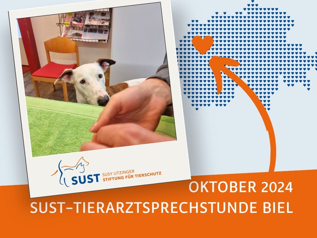 19201920p920EDNmainimg-2024_10__Tierarztsprechstunde_Biel