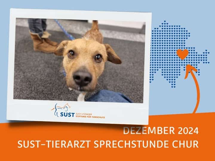 19201920p920EDNmainimg-2024_Tierarztsprechstunde_Chur (1)