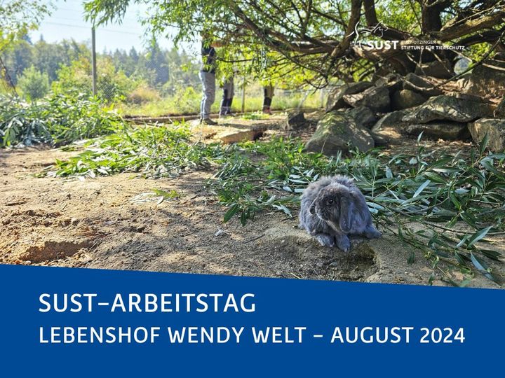 19201920p960EDNmainimg-2024_08_Tierheimarbeitstag_Lebenshof_Wendy_Welt