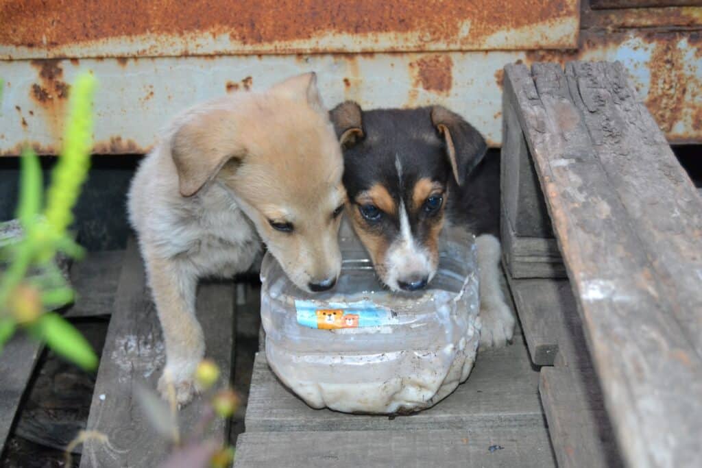 2022 - 09 - Nosey Tails Kharkiv DSC_1003