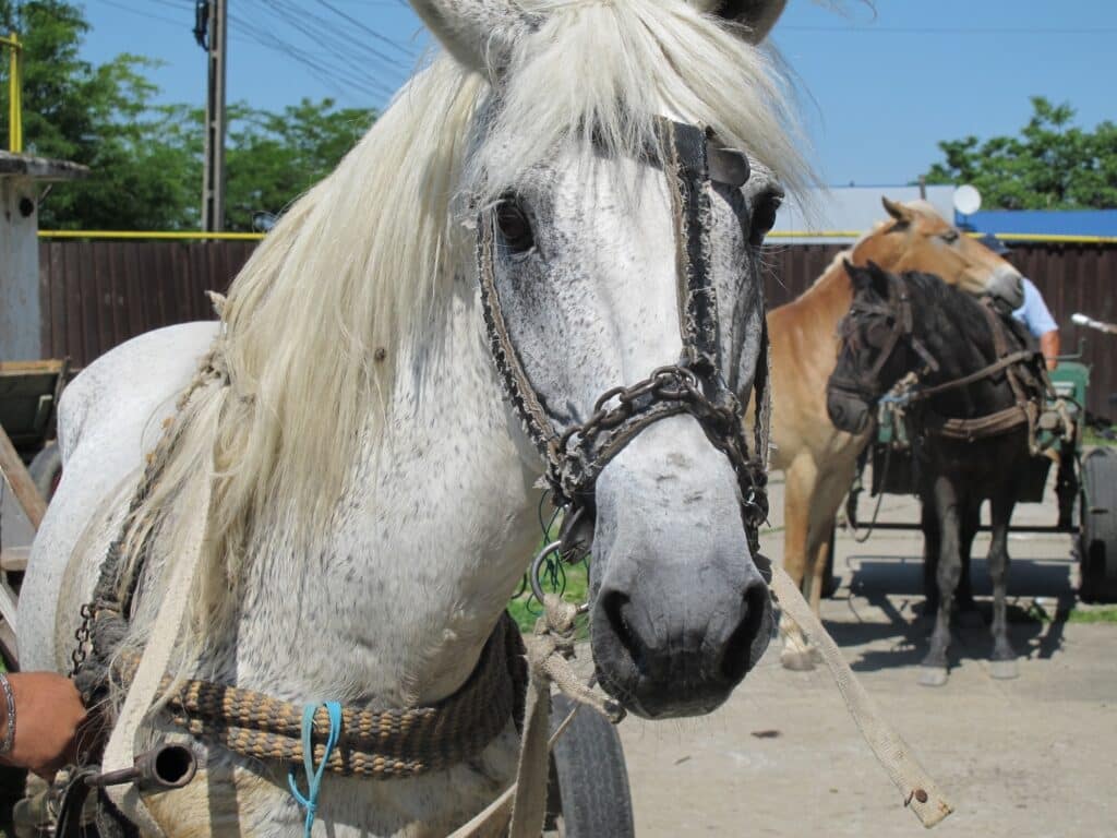 SOFORTHILFE - Arbeitspferde - esel