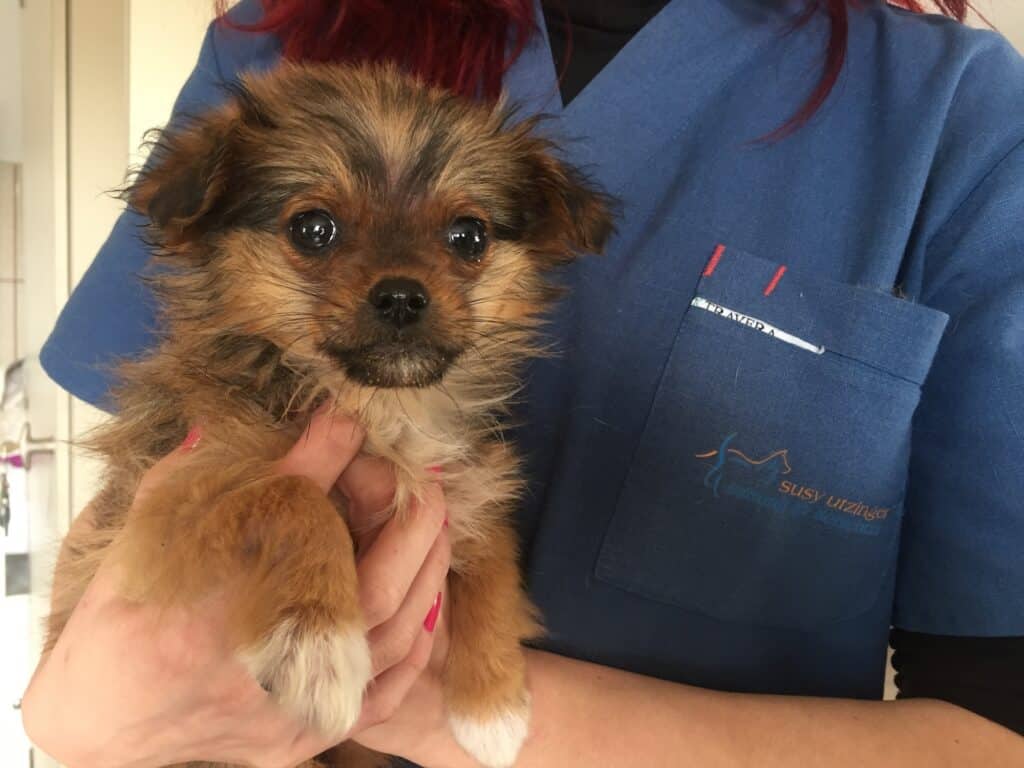 SOFORTHILFE - Notfallaktionen