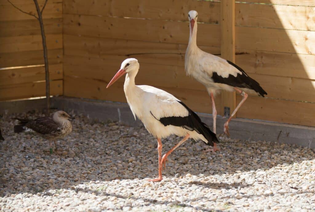 TIERWAISENHOSPITAL Wildlife RO