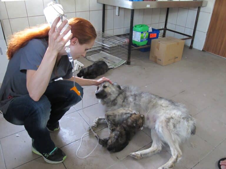 Tierpflegerin streichelt einen grossen Hund am Boden einer Klinik