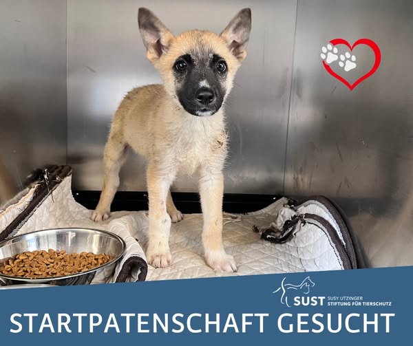 19201920p963EDNmainimg-2025_06_Starpatenschaft_Jasper