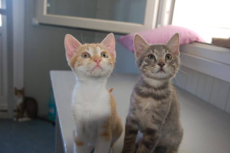 Zwei junge Katzen sitzen auf einem Tisch