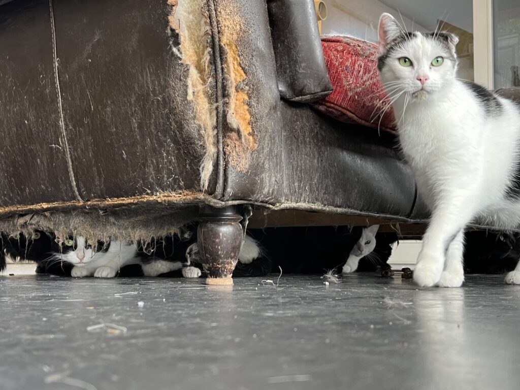 Eine weiss-graue Katze neben einem alten Sofa