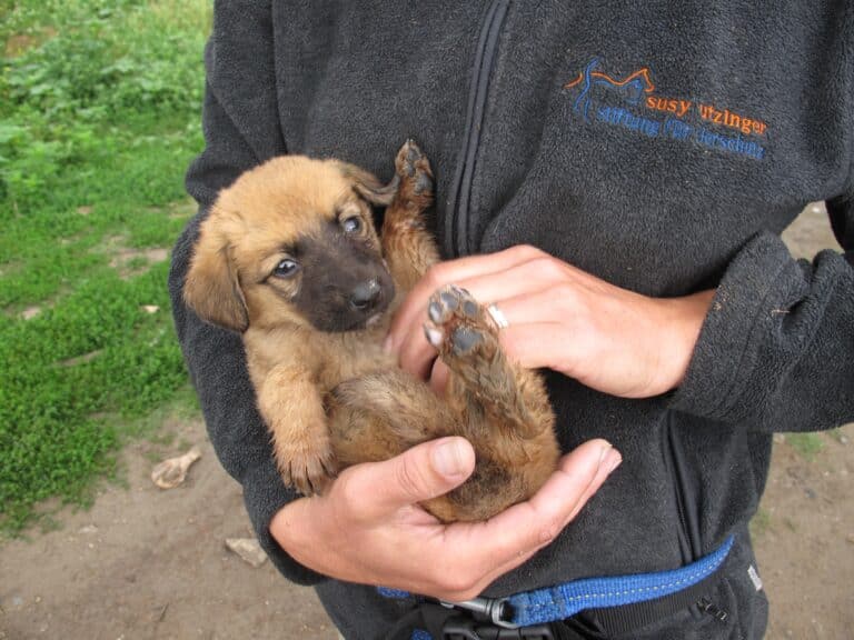 Foto aus dem Bildthema Hunde