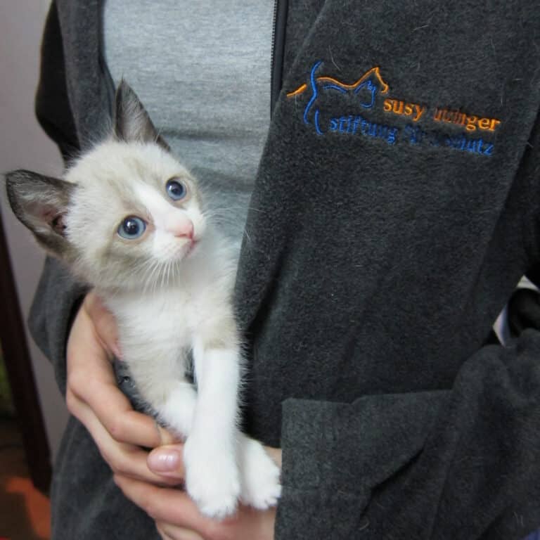 Foto aus dem Bildthema Katzen