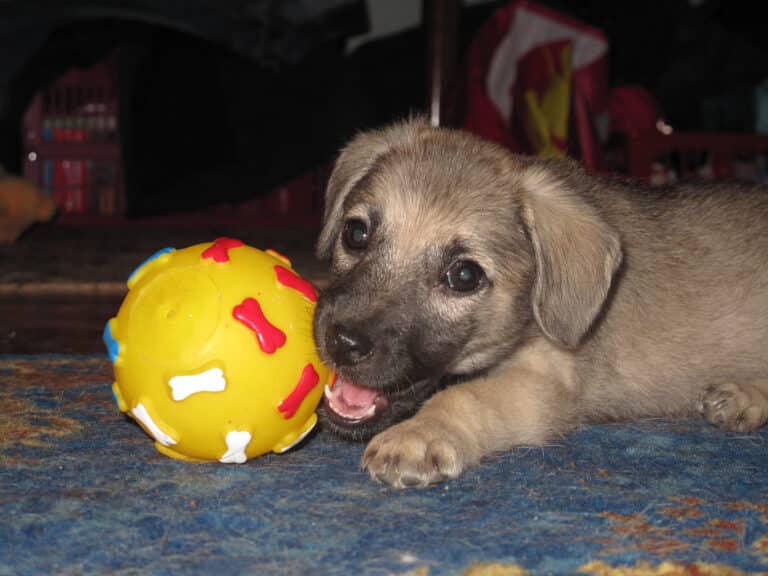 Foto aus dem Bildthema Hunde