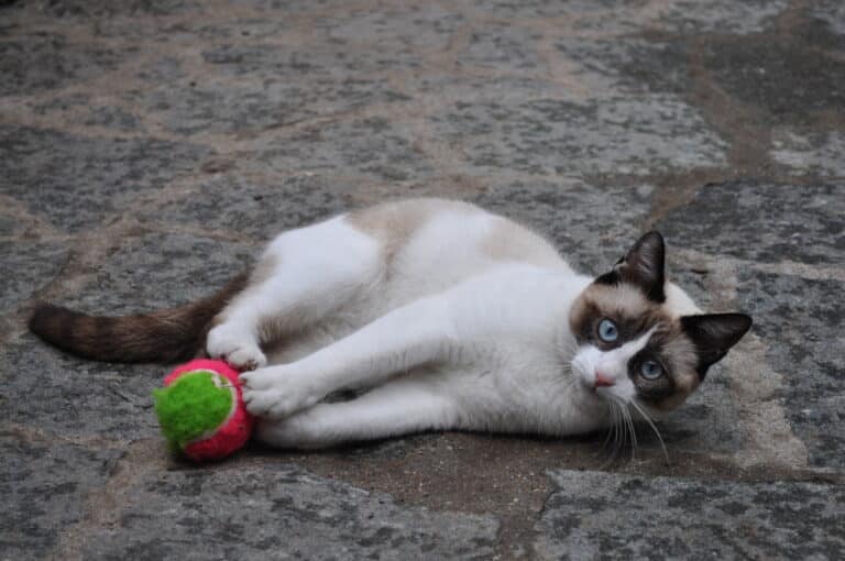 Foto aus dem Bildthema Katzen
