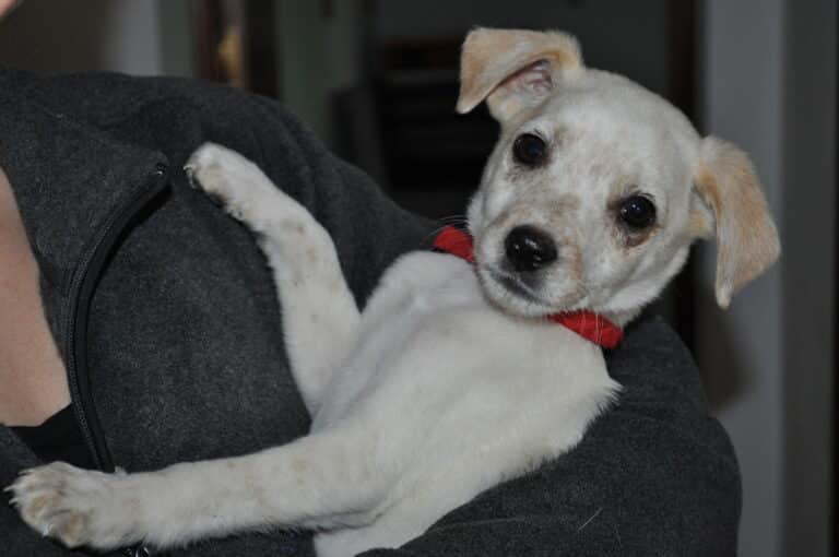 Foto aus dem Bildthema Hunde