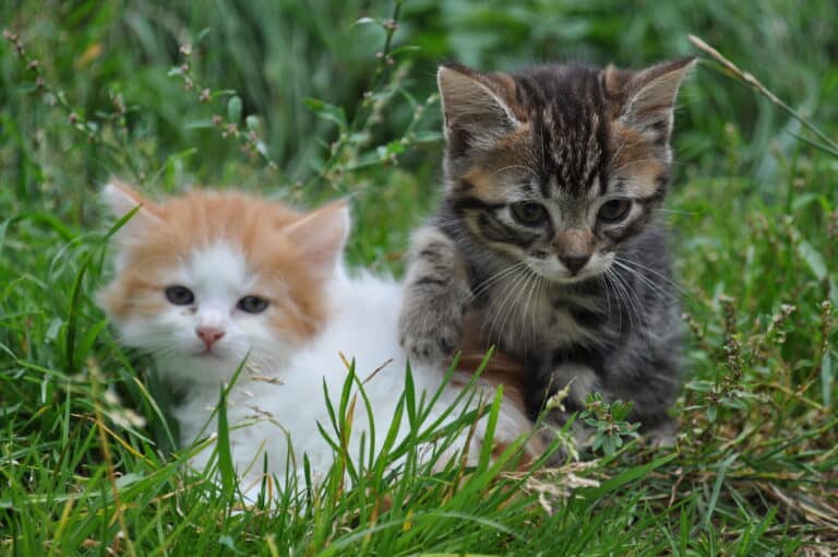 Foto aus dem Bildthema Katzen