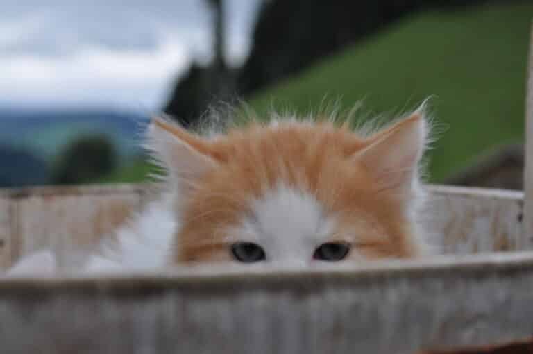 Foto aus dem Bildthema Katzen